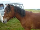 Фотография Гуленко Елены