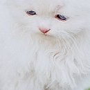 Іванна Панчук фотография #45 (источник - https://vk.com/id70090382)