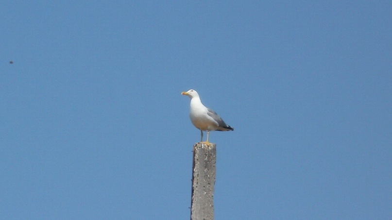 Виктор Дядюшенко фотография #49