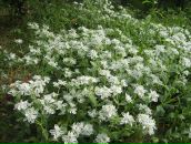 Світлана Грамотенко фотография #43 (источник - https://vk.com/id56674654)