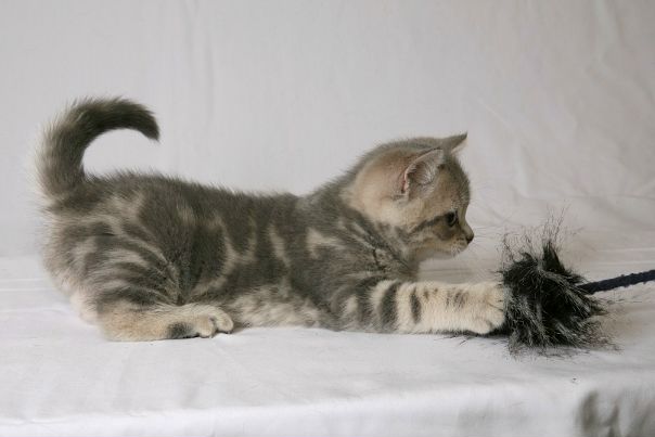 №11, Марина Котова, Тольятти №11, Марина Котова, Тольятти