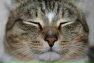 Фотография Чкалов Александр