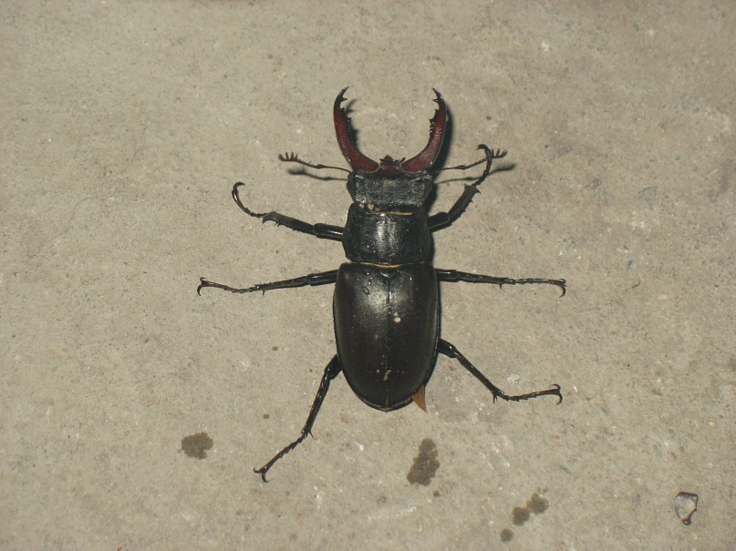 Ира Абакук фотография #24