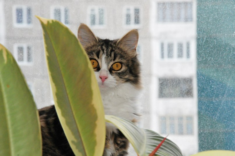 Антон Салянский фотография #47