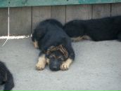 Діма Гаркавенко фотография #20 (источник - https://vk.com/id13892993)