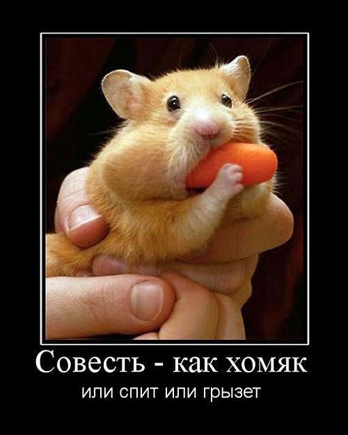 Сергей Комаров фотография #16
