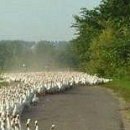 Андрій Семцiв фотография #47 (источник - https://vk.com/id138898700)