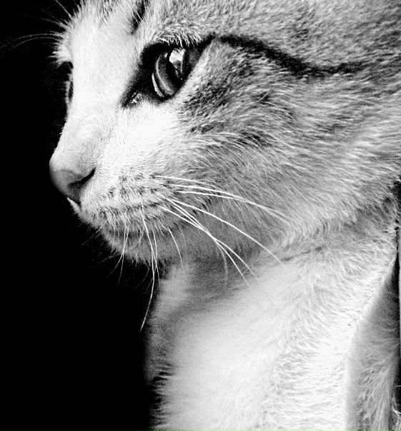 Cat Devil фото №12