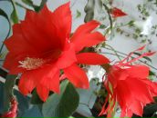 Фотография Самоваровой Веры