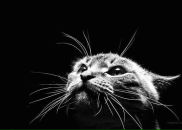 Фотография Сафиной Елены