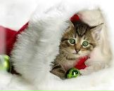 Фотография Тазеевой Алины