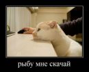 Фотография Капулетти Кати