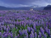 Фотография Саватеевой Инны