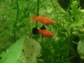 Dathim Origin фотография #47 (источник - https://vk.com/id2932718)