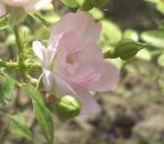 Фотография Махровой Елены