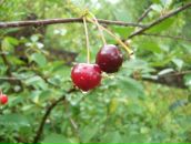 Галина Денисяк фотография #29 (источник - https://vk.com/id14262595)