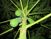 Артём Мошков фотография #48 (источник - https://vk.com/id180246)