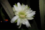 Фотография Некрасовой Юлии