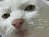 Фотография Деловая Елена