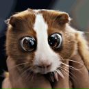 Фотография Ковалёва Антона