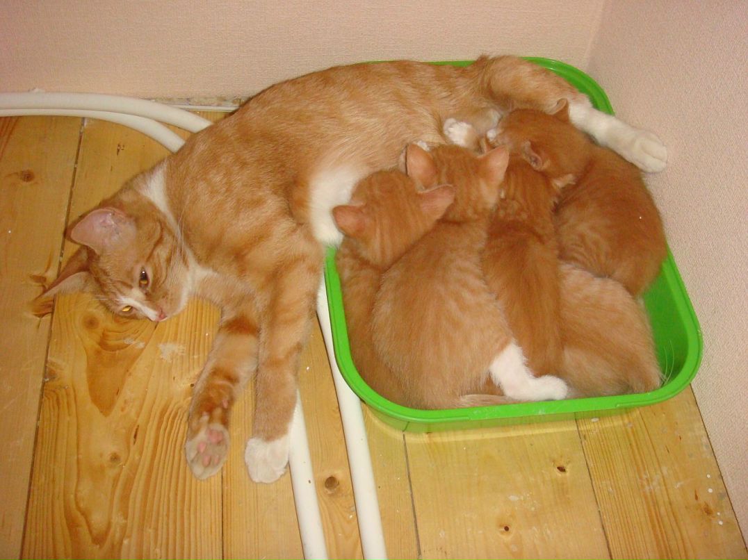 Оля Хапцова фотография #21