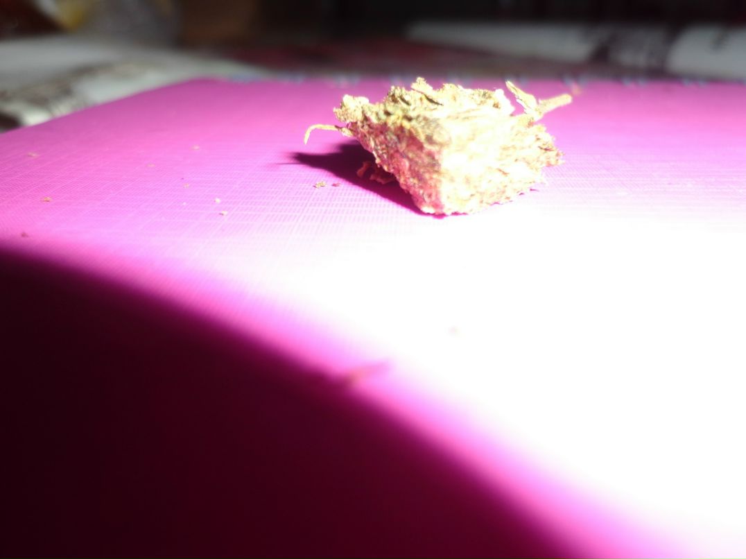 Николас Фурманов фотография #37