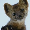 Фотография Соболевой Елены