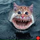 Фотография Котова Дмитрия