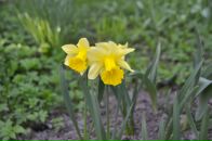 Фотография Стояновой Елизаветы