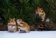 Юрій Бочковський фотография #36 (источник - https://vk.com/id8786963)