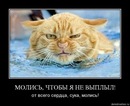 Анатолій Вашкеба фотография #32 (источник - https://vk.com/id145195408)