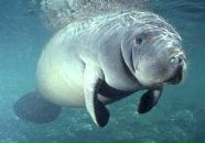 Фотография Львова Катя