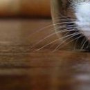 Аня Шит фотография #21 (источник - https://vk.com/id94290958)