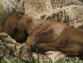 Фотография Орловой-Жуковой Юлии