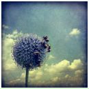 Фотография Dremova Anastasia