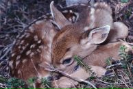 Фотография Неизвестной Нино