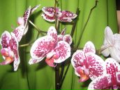 Фотография Остроменской Елены