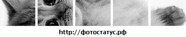 Віталік Шаталін фотография #4 (источник - https://vk.com/id122404178)